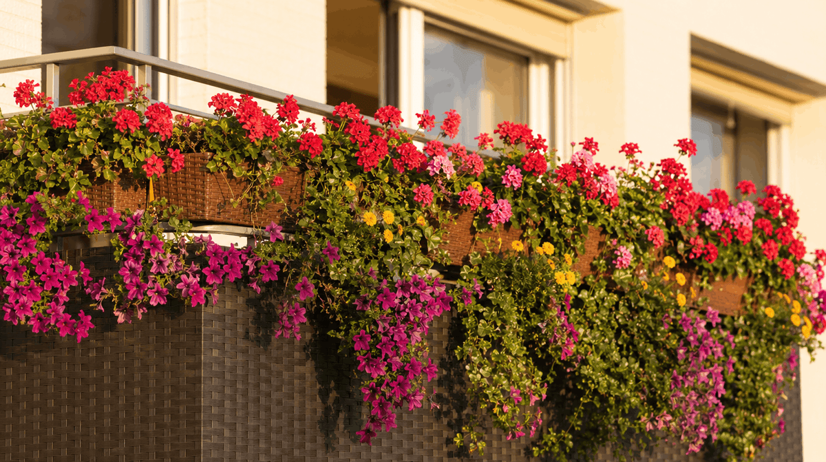 Kwiaty na balkon — przewodnik po gatunkach, sezonach i kompozycjach