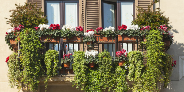 Najlepsze kwiaty na balkon. Jakie rośliny sprawdzą się na balkonie?
