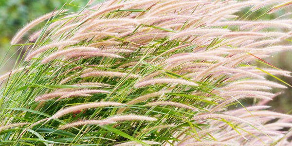 Najpiękniejsze trawy ozdobne: różnorodność gatunków, kształtów i kolorów