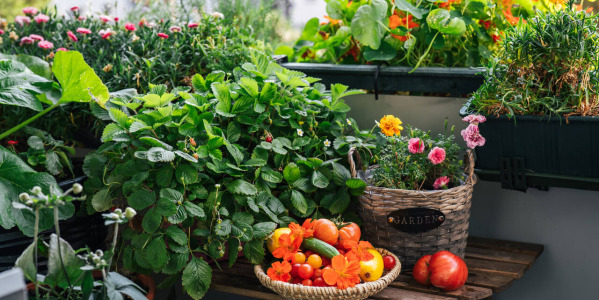 Warzywa na balkonie - ogród warzywny w skrzyniach 