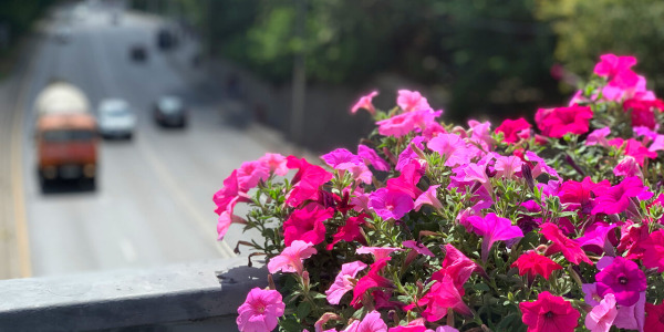 Odkryj najpiękniejsze kwiaty na balkon - inspirujące kompozycje i pomysły!